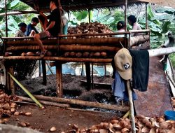 Kesejahteraan Petani Kelapa di Bangkep Semakin Menjanjikan, Harga Perbuah Bikin Ngiler