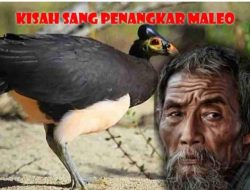 Kisah Om Samad Sang Penangkar Burung Maleo