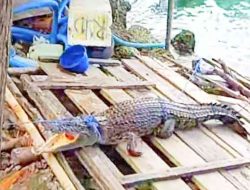 Seekor Buaya di Maahas Tertangkap, Warga Diminta Tetap Waspada