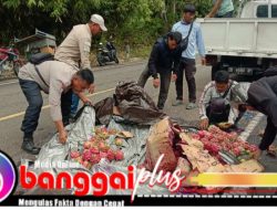 Tidak Mampu Mendaki, Mobil Sayur “Taguling” di Jalan Lingkar Trans Batui