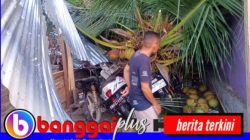 Angin Kencang Landa Nuhon, Pohon Kelapa Tumbang Timpa Rumah dan Tiga Sepeda Motor