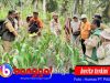 PT PAU Bareng Dinas TPHP Banggai Gelar Sekolah Lapang, Tingkatkan Kapasitas Petani