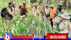 PT PAU Bareng Dinas TPHP Banggai Gelar Sekolah Lapang, Tingkatkan Kapasitas Petani