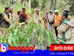PT PAU Bareng Dinas TPHP Banggai Gelar Sekolah Lapang, Tingkatkan Kapasitas Petani