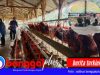 Pertamina EP DMF Berdayakan Warga Kayoa, Peternakan Ayam & Pupuk Bioferdom Jadi Andalan