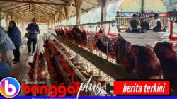 Pertamina EP DMF Berdayakan Warga Kayoa, Peternakan Ayam & Pupuk Bioferdom Jadi Andalan
