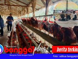 Pertamina EP DMF Berdayakan Warga Kayoa, Peternakan Ayam & Pupuk Bioferdom Jadi Andalan