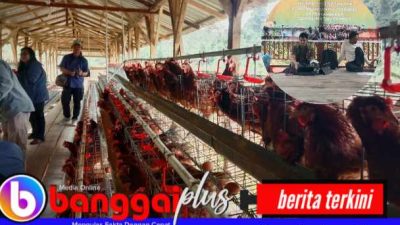 Pertamina EP DMF Berdayakan Warga Kayoa, Peternakan Ayam & Pupuk Bioferdom Jadi Andalan