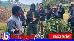 Kisah Lembah Matindok Ketika “Limbah” Menyuburkan Harapan Petani