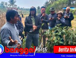 Kisah Lembah Matindok Ketika “Limbah” Menyuburkan Harapan Petani